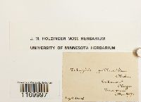 Tetraphis pellucida image