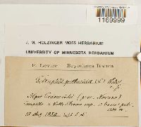 Tetraphis pellucida image