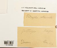 Tetraphis pellucida image