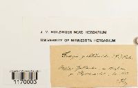 Tetraphis pellucida image