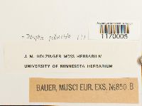 Tetraphis pellucida image