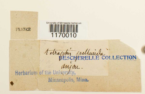 Tetraphis pellucida image