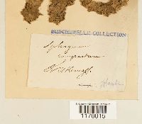Sphagnum compactum image