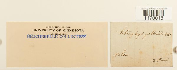 Tetraphidaceae image