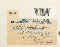 Tetraphis pellucida image