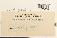 Tetraphis pellucida image