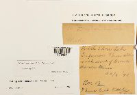 Tetraplodon angustatus image