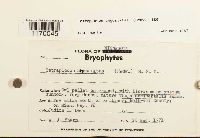 Tetraplodon angustatus image