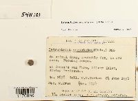 Tetraplodon angustatus image