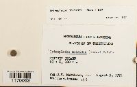 Tetraplodon mnioides image