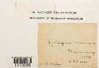 Sphagnum recurvum image