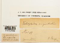 Tetraplodon angustatus image