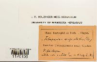 Tetraplodon angustatus image