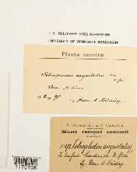 Tetraplodon angustatus image