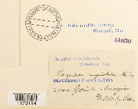 Tetraplodon angustatus image