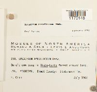 Splachnum ampullaceum image