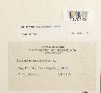 Splachnum ampullaceum image