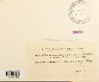 Tetrapterum vernicosum image