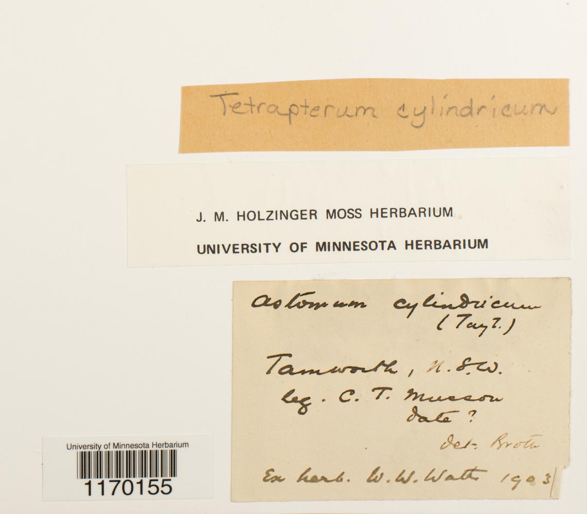 Tetrapterum cylindricum image