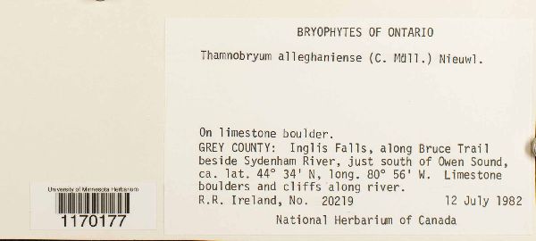 Thamnobryum image