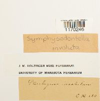 Thumbnail image of current specimen