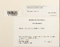 Media resource of Thelia hirtella