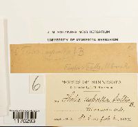 Thelia asprella image