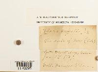 Thelia asprella image