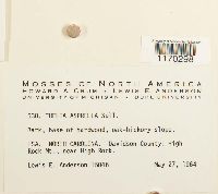 Thelia asprella image