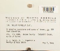 Thelia asprella image