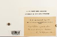 Thelia asprella image