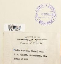 Thelia hirtella image