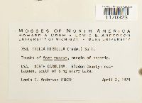 Thelia hirtella image