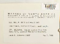 Thelia hirtella image