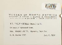 Thelia hirtella image