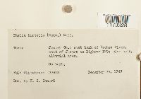 Thelia hirtella image