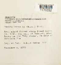 Thelia hirtella image