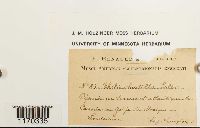 Thelia hirtella image