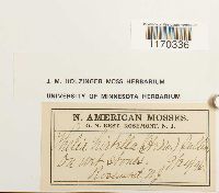 Thelia hirtella image