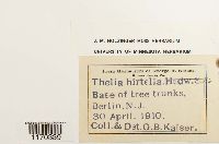 Thelia hirtella image