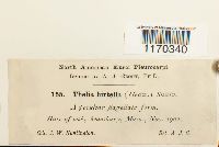 Thelia hirtella image