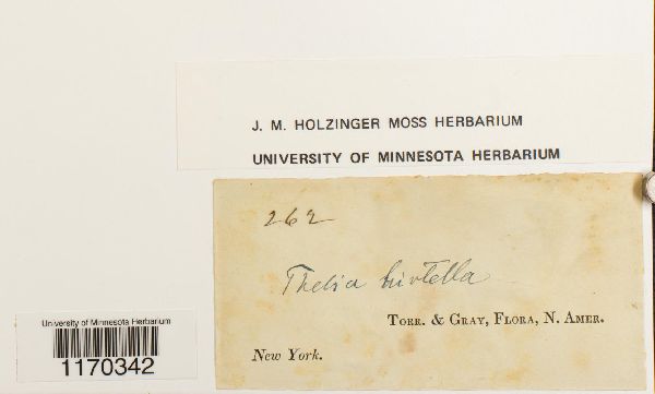 Thelia hirtella image