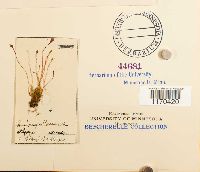 Splachnum ampullaceum image