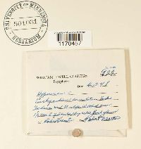 Steerecleus serrulatus image