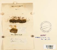 Barbula convoluta var. convoluta image