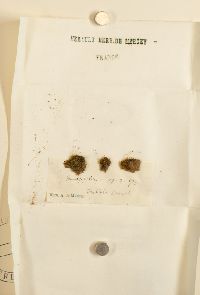 Barbula convoluta var. convoluta image