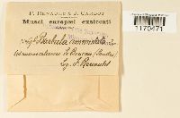 Barbula convoluta var. convoluta image