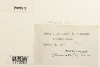 Tetraphis pellucida image