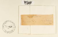 Tetraphis pellucida image