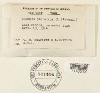 Tetraphis pellucida image